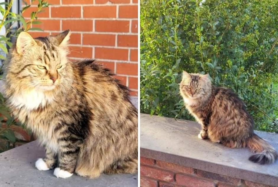 Alerta de Desaparición Gato cruce Hembra , 10 años Châtelet Bélgica