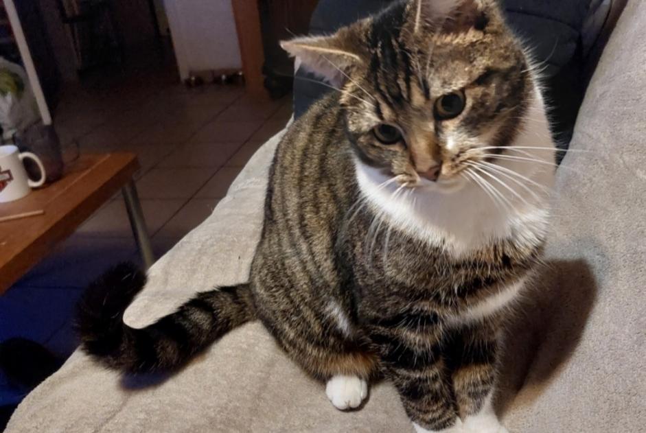 Alerta de Desaparición Gato Macho , 2 años Amay Bélgica