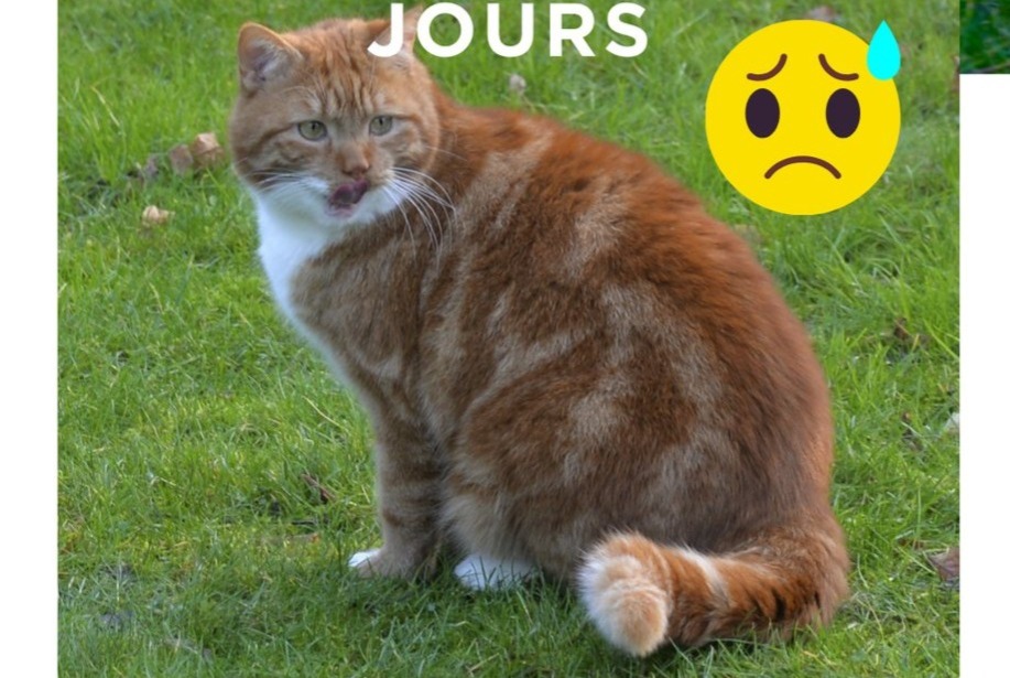 Alerta de Desaparición Gato cruce Macho , 13 años Rhode-Saint-Genèse Bélgica