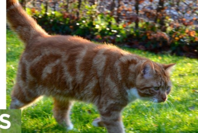 Alerta de Desaparición Gato cruce Macho , 13 años Rhode-Saint-Genèse Bélgica