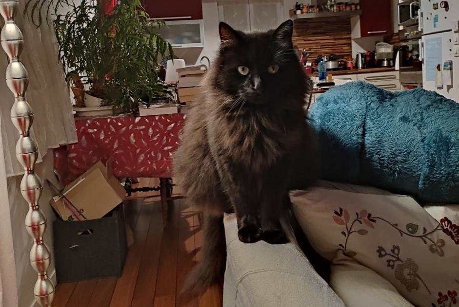 Alerta de Desaparición Gato cruce Macho , 5 años Fourchambault Francia