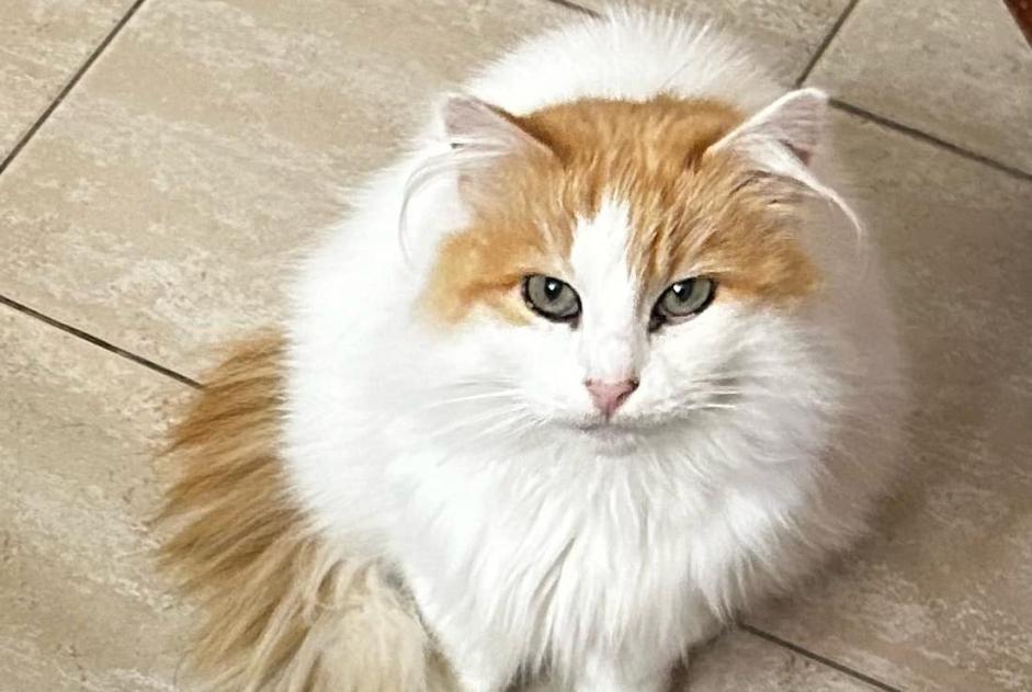 Alerta de Desaparición Gato cruce Hembra , 8 años Florennes Bélgica