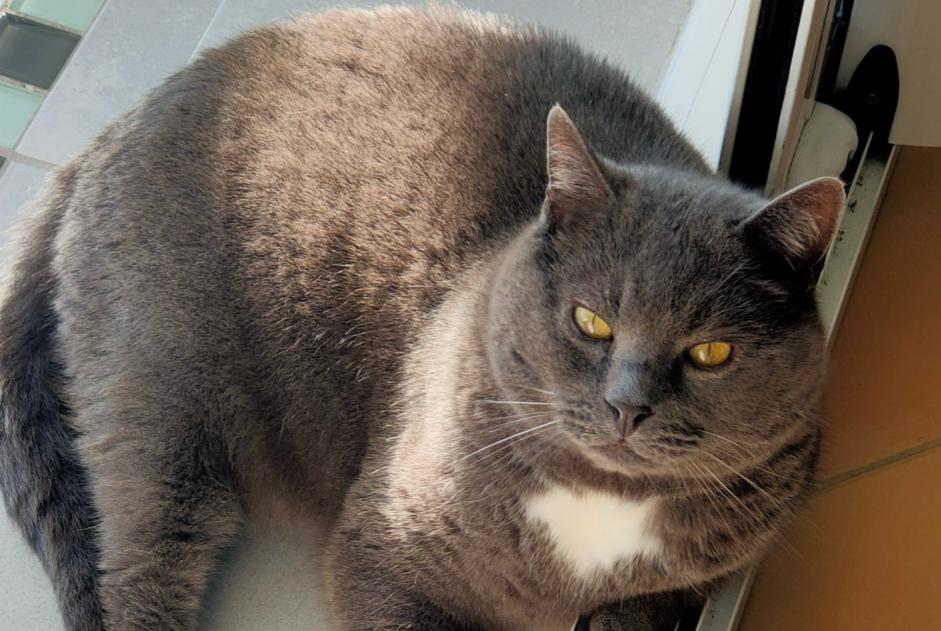 Alerta de Desaparición Gato cruce Macho , 7 años Chevilly Francia