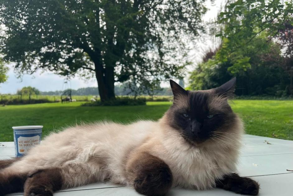 Alerta de Desaparición Gato  Macho , 5 años Beersel Bélgica