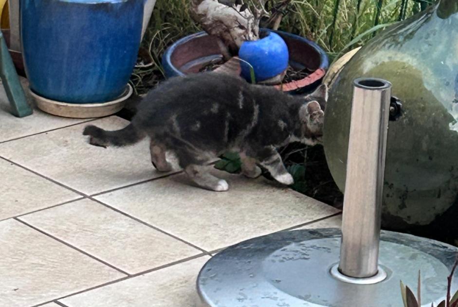 Alerta de Hallazgo Gato Desconocido Dijon Francia