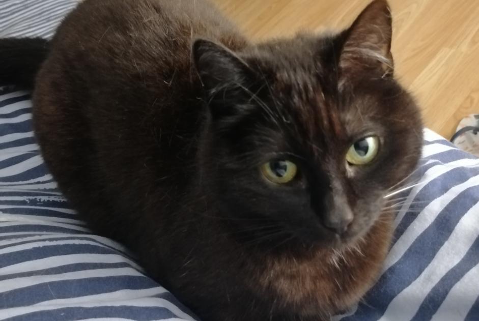 Alerta de Desaparición Gato Hembra , 5 años Thuin Bélgica