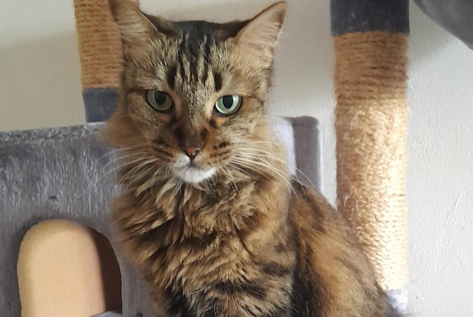 Alerta de Desaparición Gato Hembra , 6 años Saint-Denis Francia