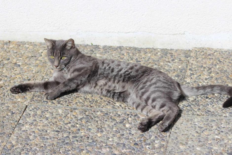 Alerta de Desaparición Gato Macho , 4 años Soignies Bélgica