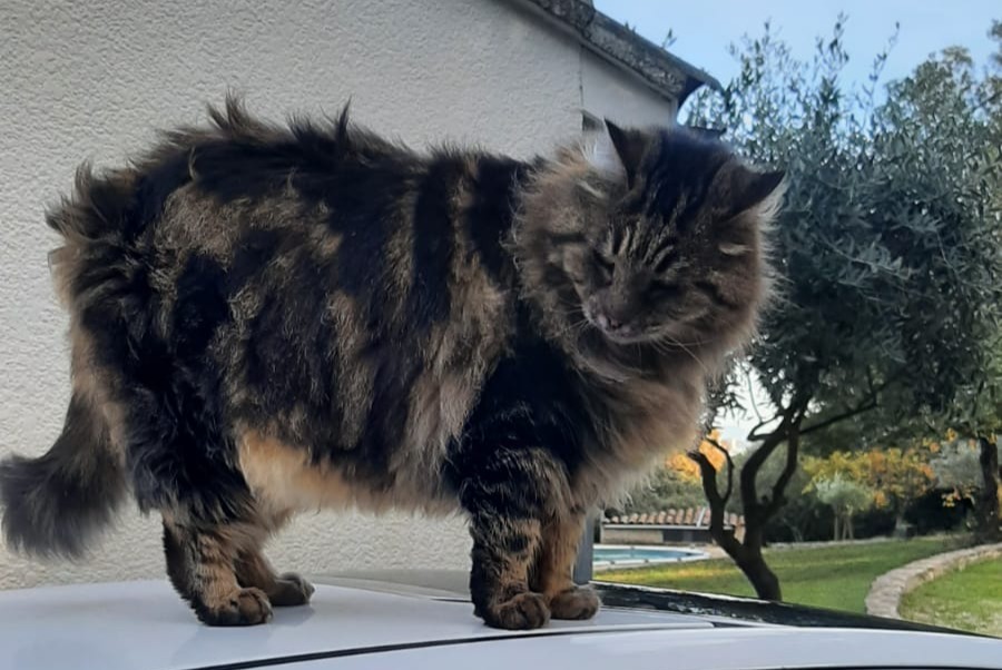 Alerta de Desaparición Gato  Hembra , 6 años Bourg-Saint-Andéol Francia