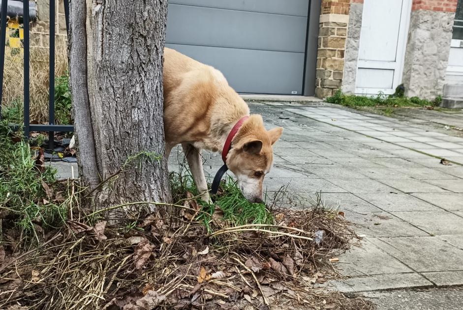 Alerta de Hallazgo Perro cruce Desconocido Namur Bélgica