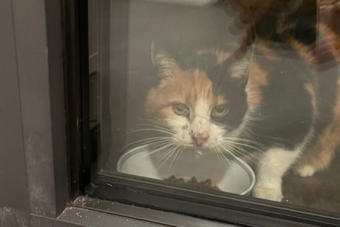 Alerta de Hallazgo Gato cruce Desconocido Rixensart Bélgica