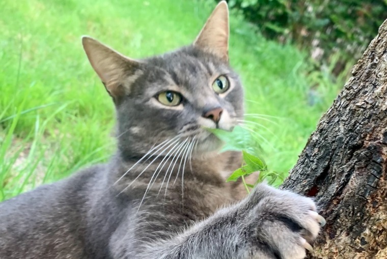 Alerta de Desaparición Gato cruce Macho , 5 años Mont-Saint-Guibert Bélgica