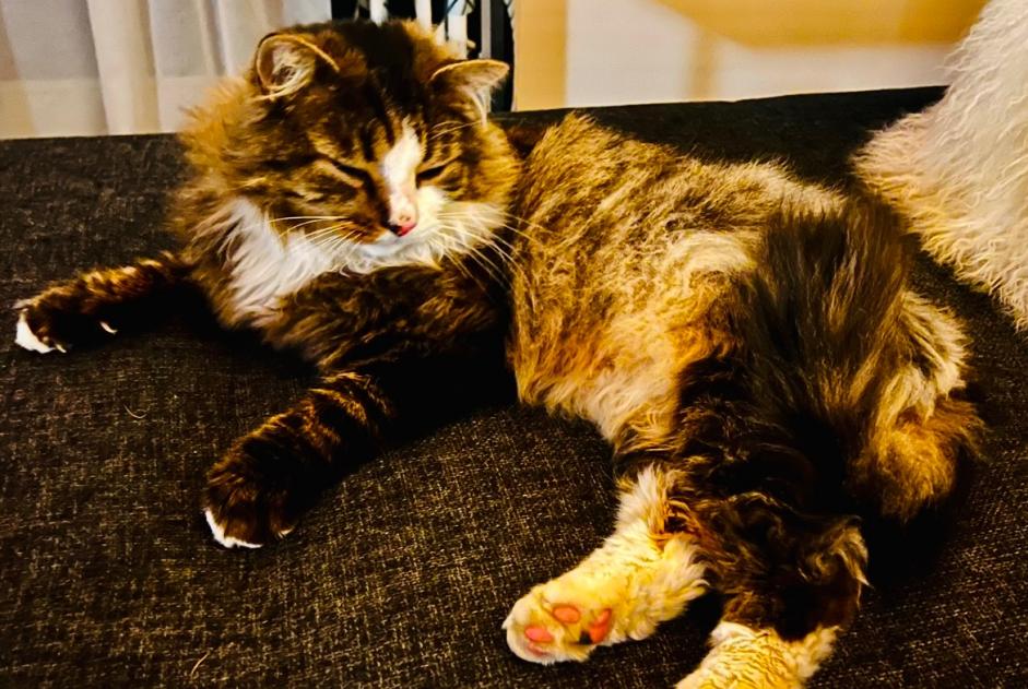 Alerta de Desaparición Gato cruce Macho , 10 años Coquelles Francia