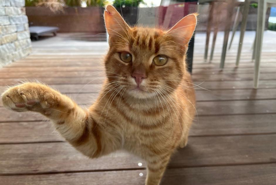 Alerta de Hallazgo Gato Desconocido Zonza Francia