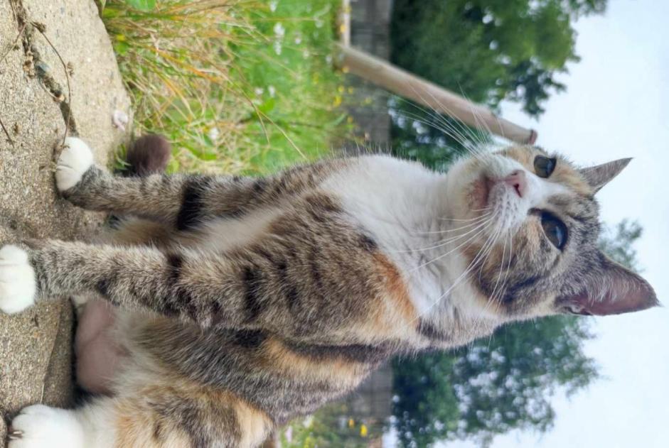 Alerta de Desaparición Gato Hembra , 10 años L'Hermenault Francia