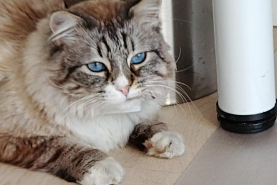 Alerta de Desaparición Gato cruce Macho , 9 años Noisy-le-Grand Francia