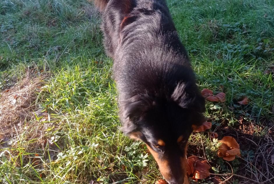 Alerta de Desaparición Perro  Macho , 2 años Ath Bélgica