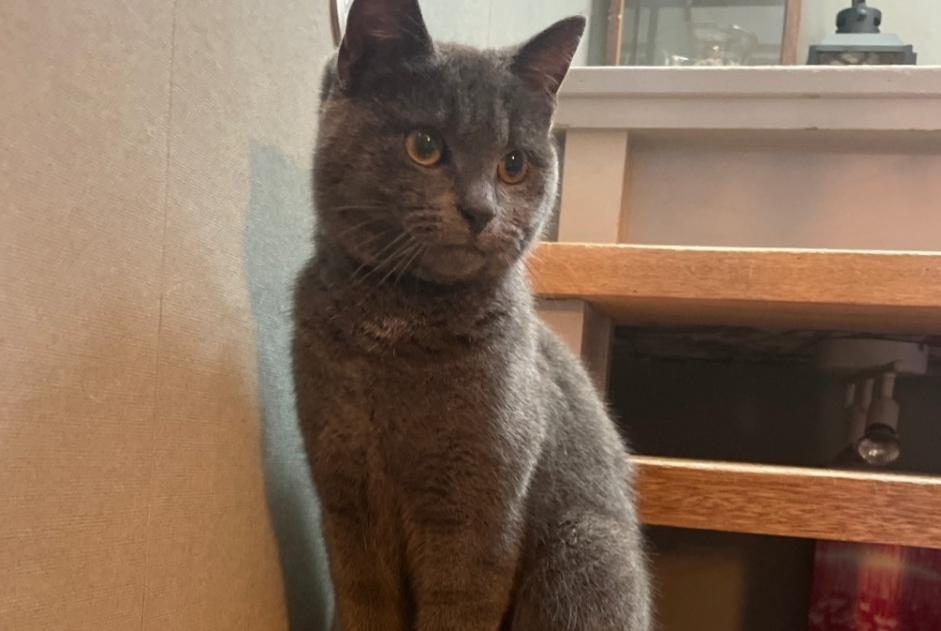 Alerta de Hallazgo Gato Macho La Louvière Bélgica