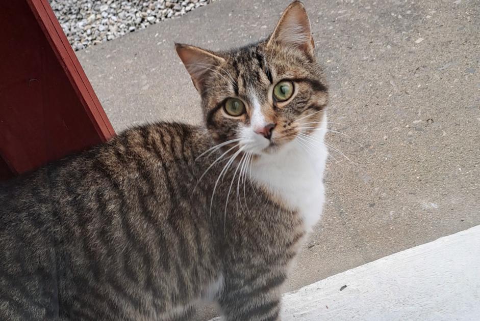 Alerta de Hallazgo Gato  Hembra Souraïde Francia