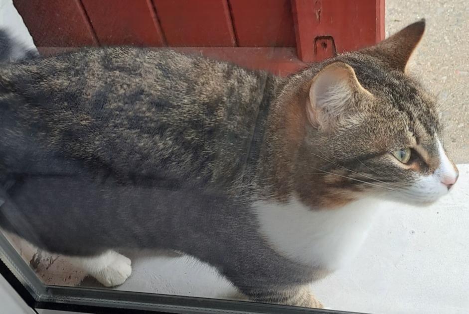 Alerta de Hallazgo Gato  Hembra Souraïde Francia