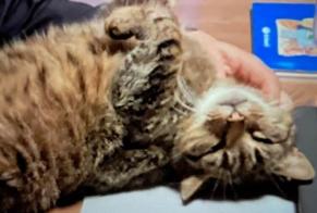 Alerta de Desaparición Gato  Macho , 8 años Esneux Bélgica