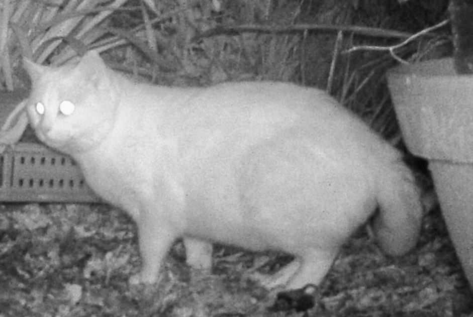 Alerta de Hallazgo Gato Desconocido Chauve Francia