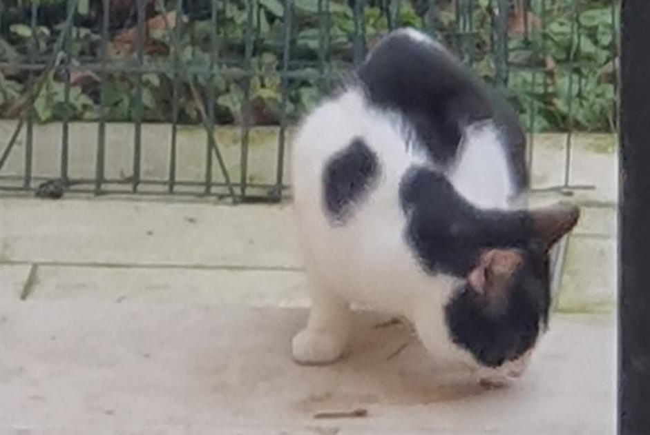 Alerta de Hallazgo Gato Macho Ixelles Bélgica