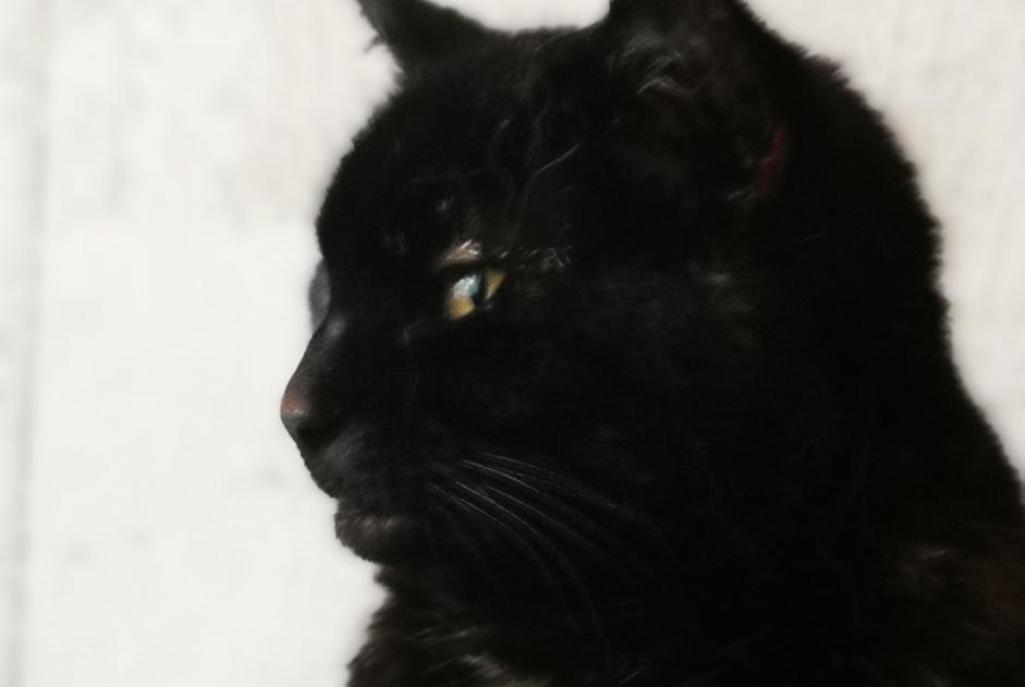 Alerta de Desaparición Gato Hembra , 15 años Inzinzac-Lochrist Francia