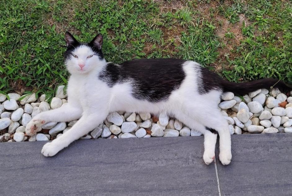 Alerta de Desaparición Gato  Macho , 5 años Saint-Philbert-de-Bouaine Francia