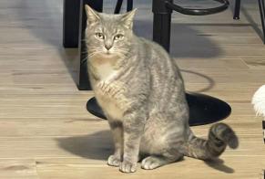 Alerta de Desaparición Gato  Macho , 7 años Toulouse Francia