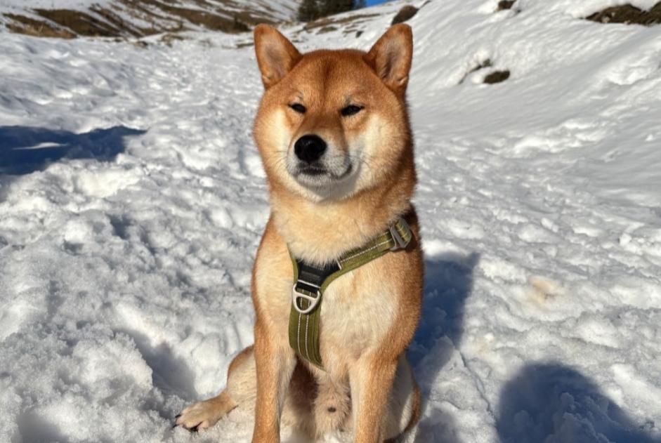 Alerta de Desaparición Perro  Macho , 4 años Bonnevaux Francia