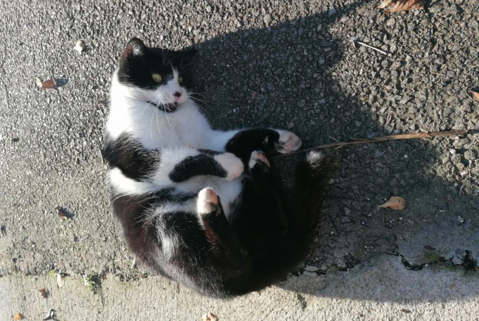 Alerta de Desaparición Gato Macho , 9 años Villeurbanne Francia