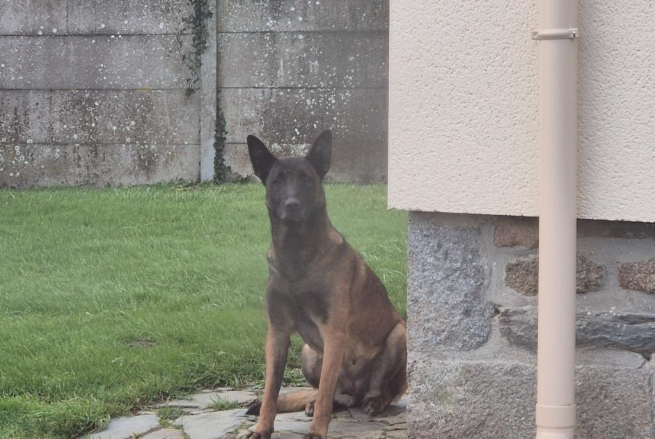 Alerta de Hallazgo Perro  Desconocido Rânes Francia