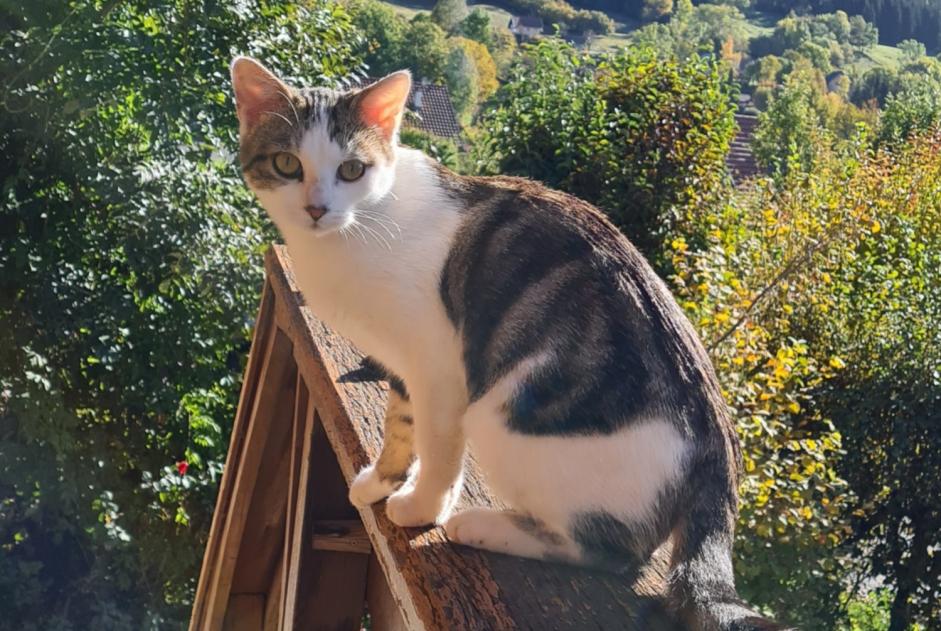 Alerta de Desaparición Gato cruce Hembra , 2 años Arvillard Francia