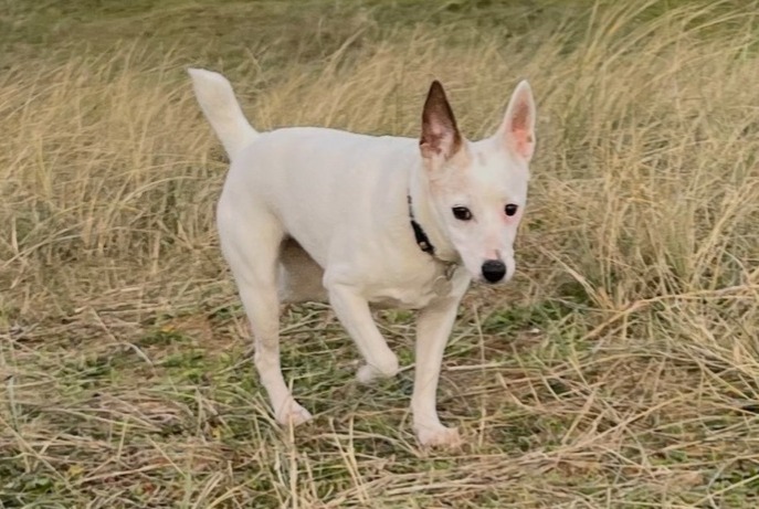 Alerta de Desaparición Perro  Hembra , 17 años Crozon Francia