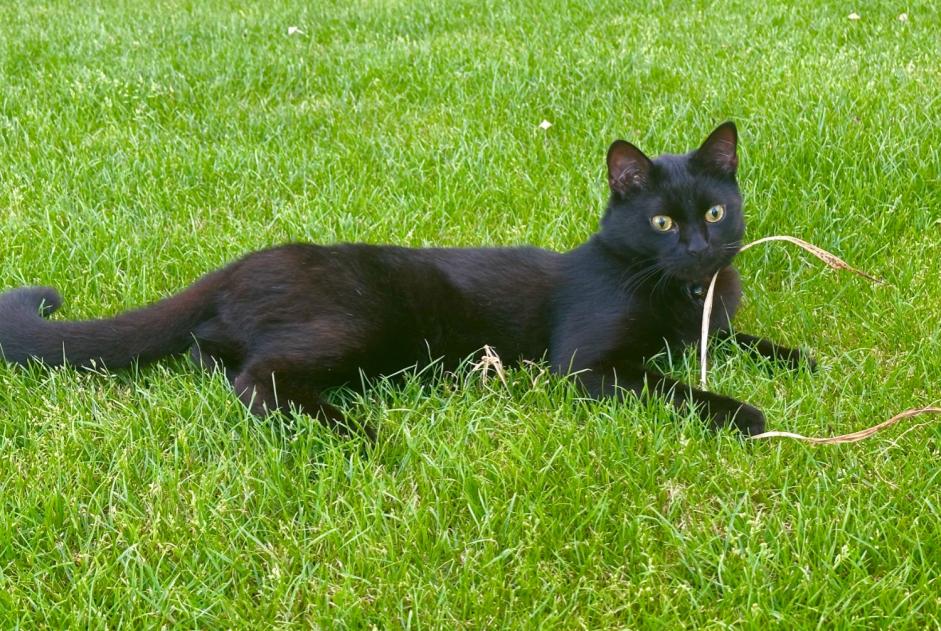 Alerta de Desaparición Gato Macho , 2 años Court-St.-Étienne Bélgica