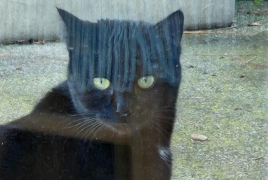 Alerta de Hallazgo Gato Hembra , Entre 9 y 12 meses Marignane Francia