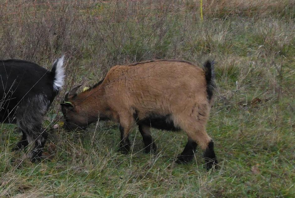 Alerta de Desaparición Cabra Hembra , 2025 años Crain Francia