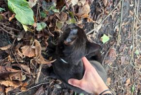 Alerta de Hallazgo Gato Desconocido Schaerbeek Bélgica