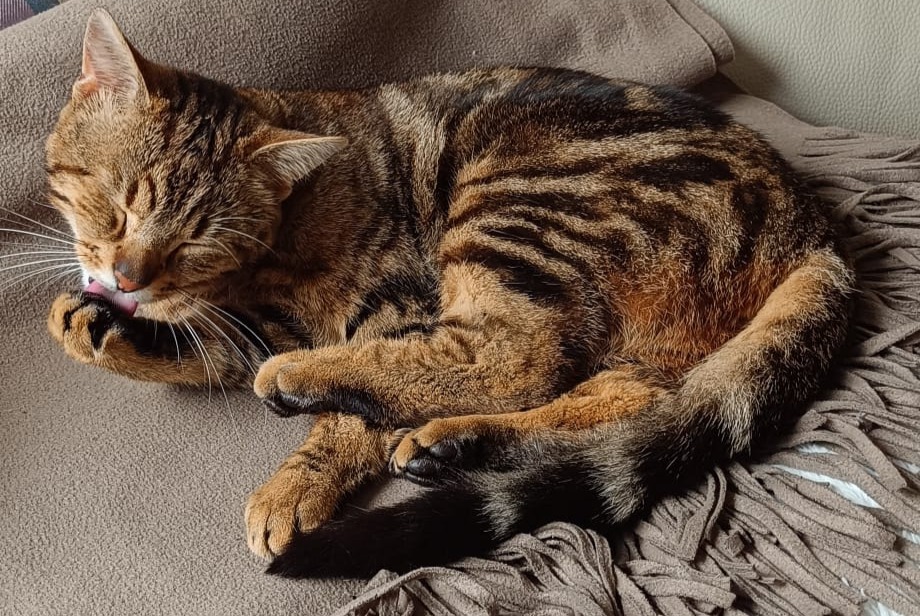 Alerta de Desaparición Gato Macho , 2 años Marchiennes Francia