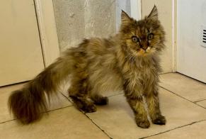 Alerta de Hallazgo Gato Hembra Wavre Bélgica