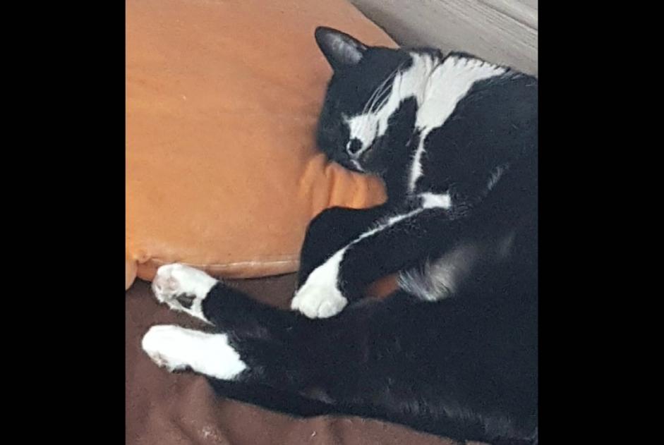 Alerta de Desaparición Gato  Macho , 13 años Forel (Lavaux) Suiza