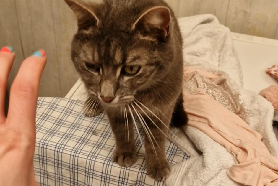 Alerta de Desaparición Gato  Hembra , 7 años La Louvière Bélgica