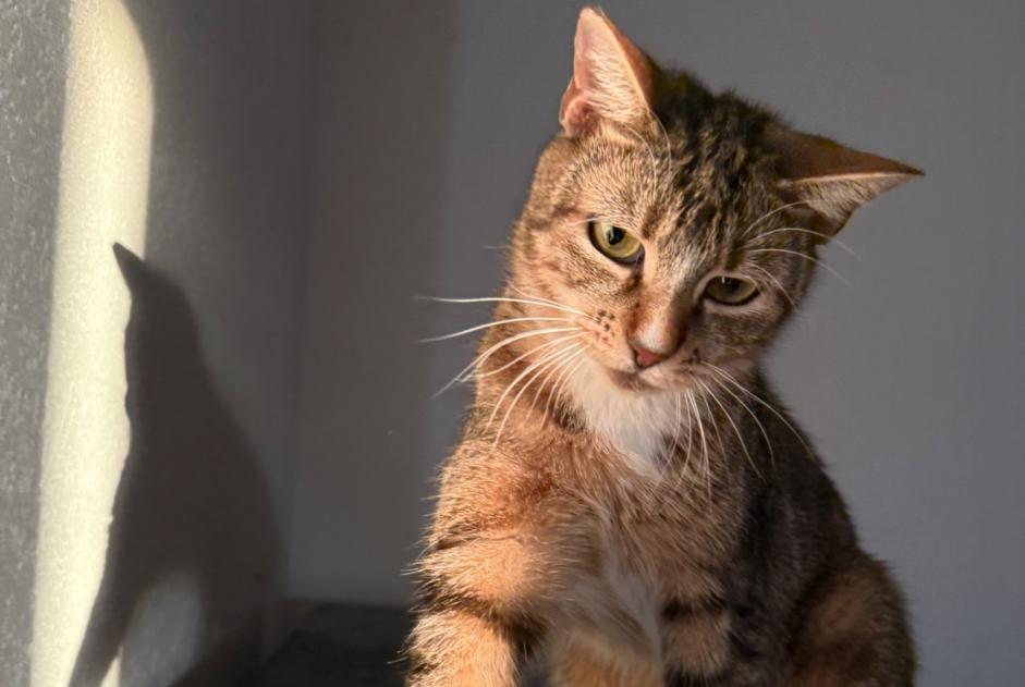 Alerta de Desaparición Gato Hembra , 2 años Grandson Suiza