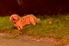 Alerta de Hallazgo Perro Desconocido Esneux Bélgica