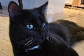 Alerta de Hallazgo Gato  Macho Cheseaux-sur-Lausanne Suiza