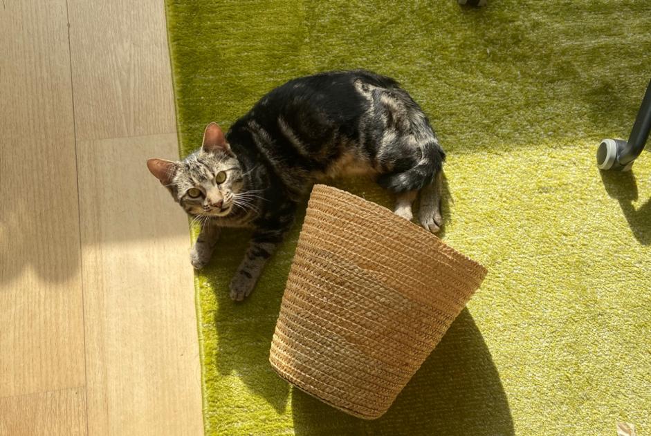 Alerta de Hallazgo Gato Macho , Entre 9 y 12 meses Anderlecht Bélgica