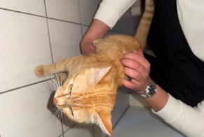 Alerta de Hallazgo Gato Macho Lausanne Suiza