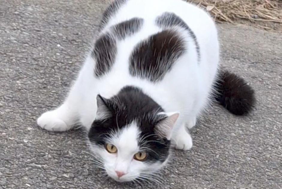 Alerte Disparition Chat Mâle , 1 ans Treytorrens (Payerne) Suisse