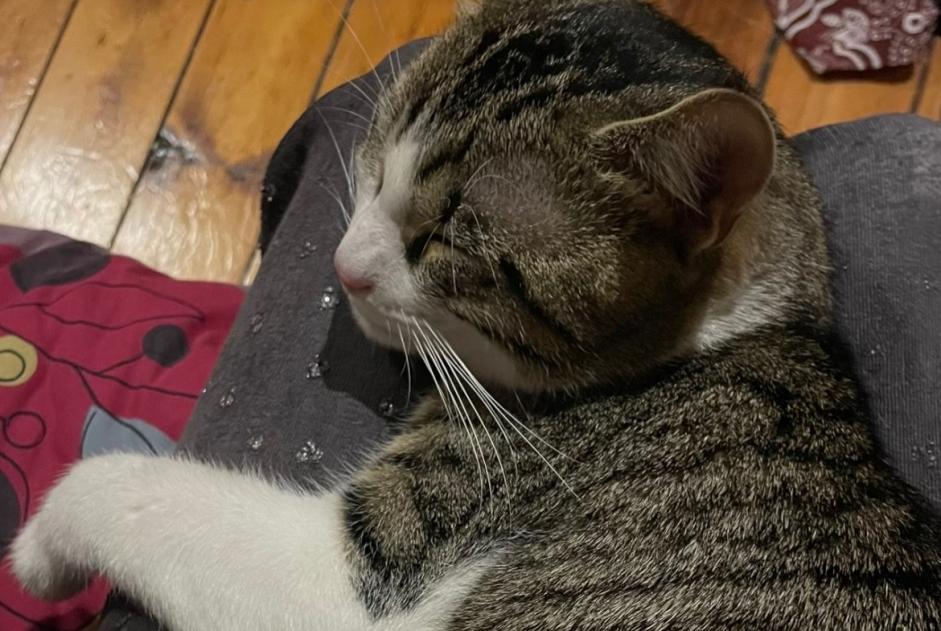 Alerte Disparition Chat  Mâle , 2 ans Saint-Denis France